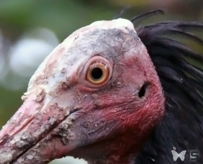 Oeil d'un Ibis chauve